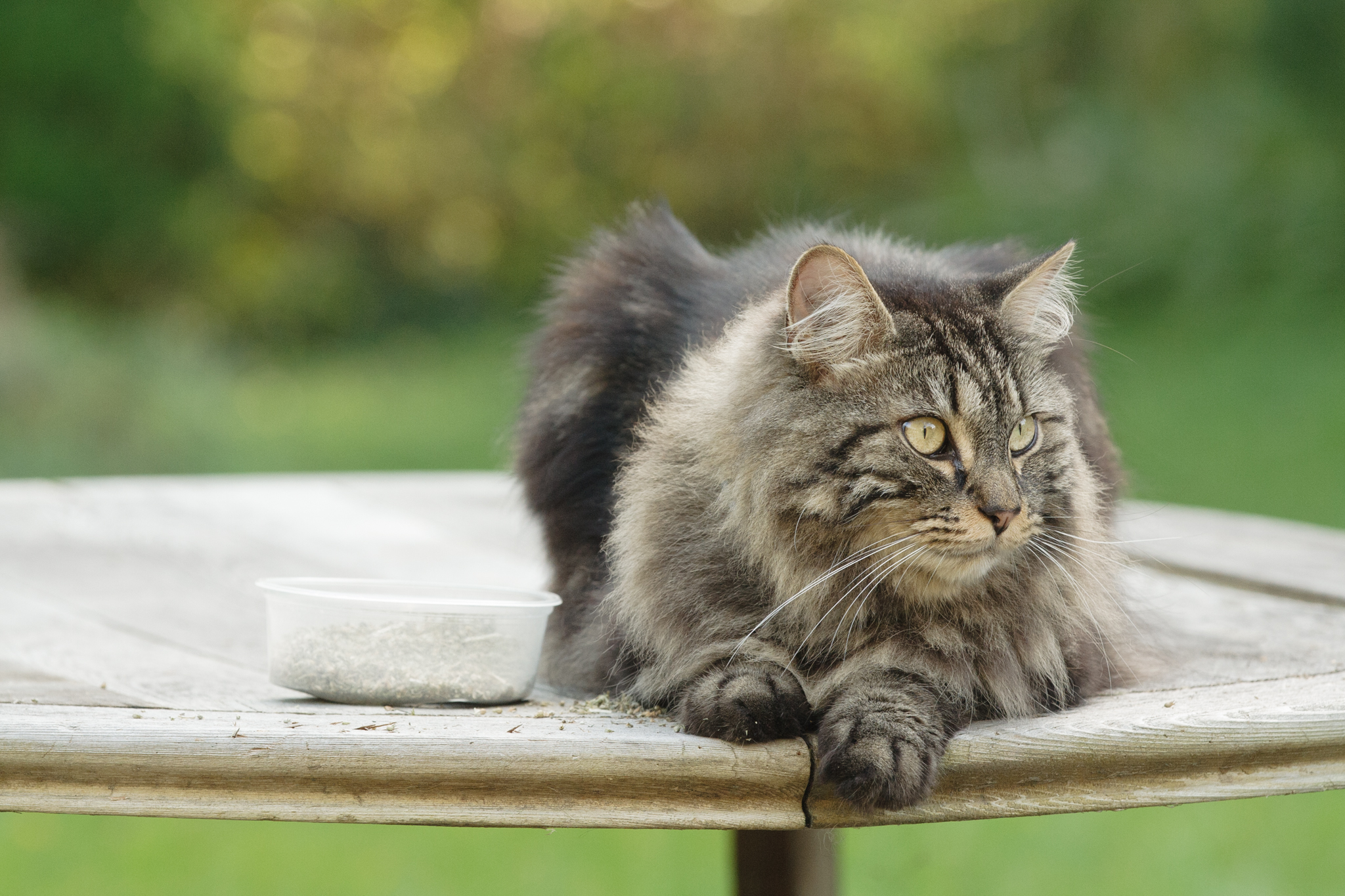 Maine Coon cat in RI