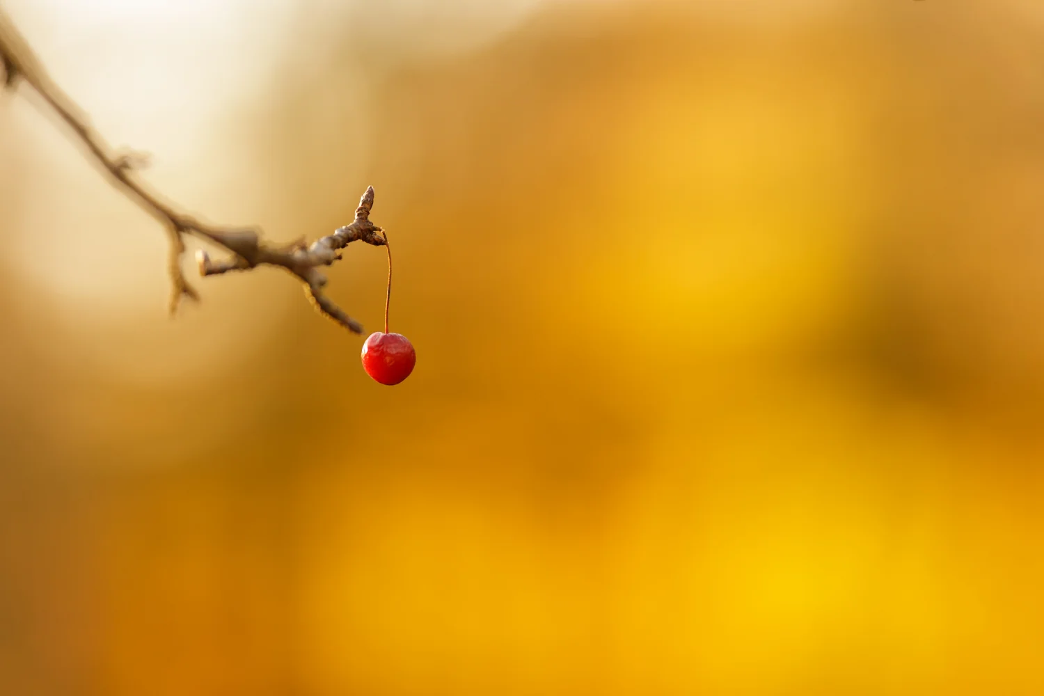 Small crabapple in Richmond, RI