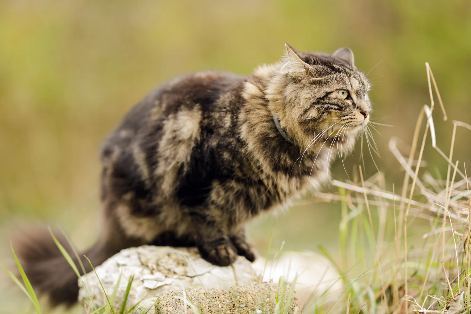 Cat on rock in Wakefield, RI