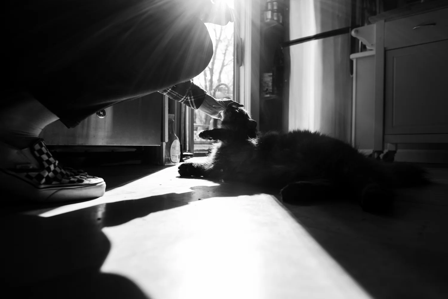 Cat in kitchen in Wakefield, RI