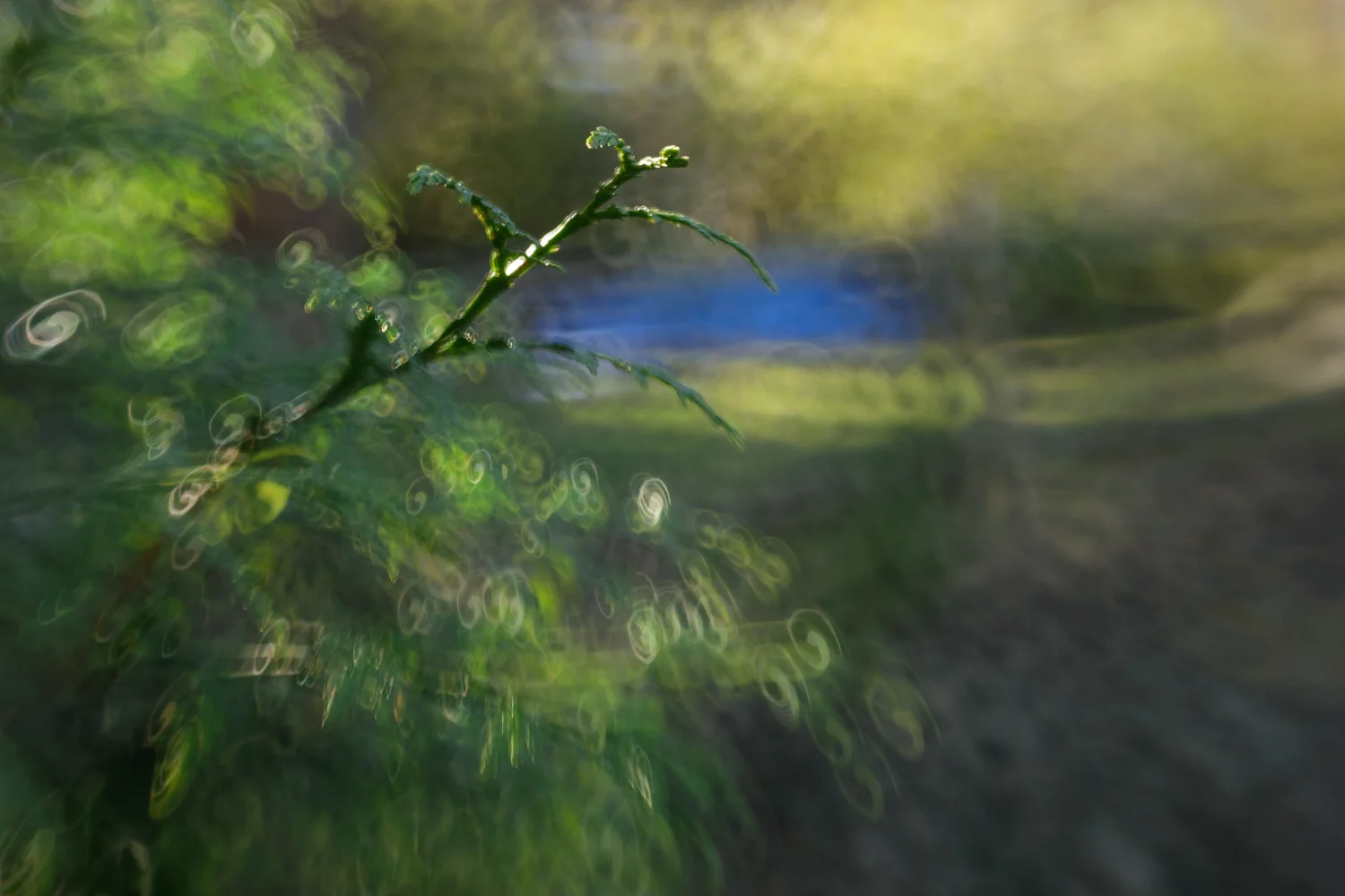Evergreen tree in winter
