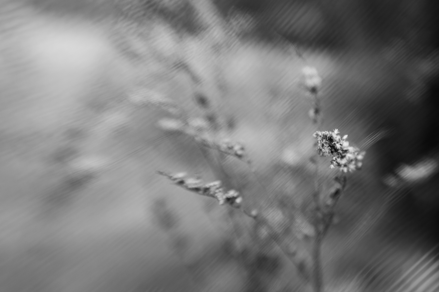 Weed in winter in Wakefield, RI