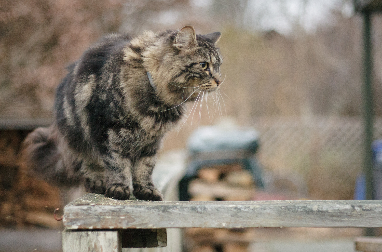 Maine Coon cat in Wakefield, RI