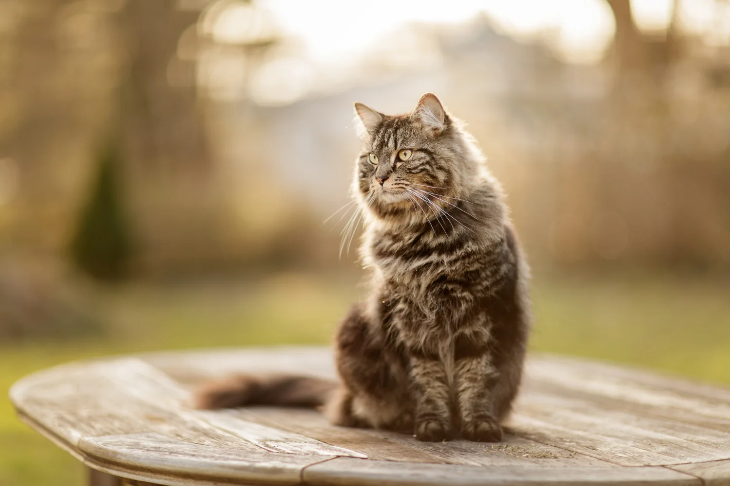 Maine Coon cat in Wakefield, RI