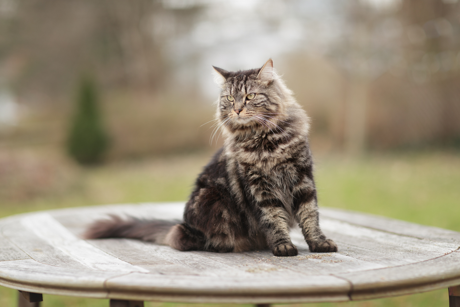 Maine Coon cat in Wakefield, RI