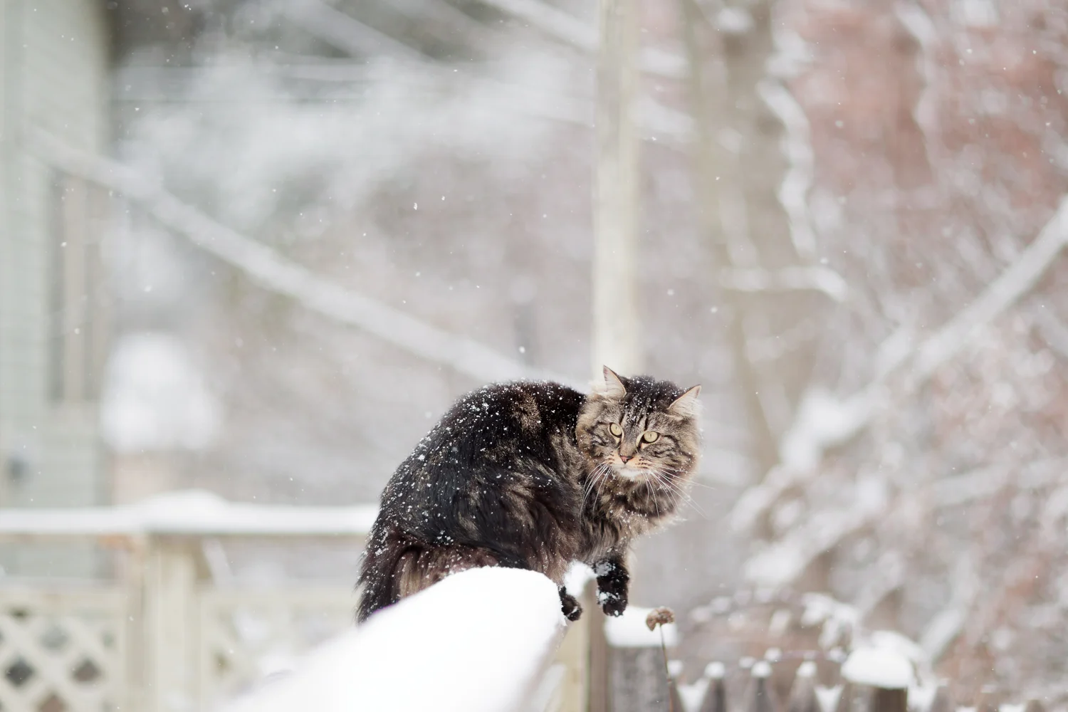 cat on deck in snow in Wakefield, RI