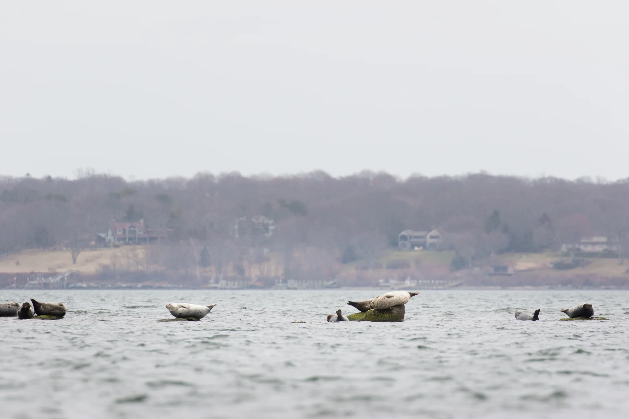 Seals on rocks at Rome Point in North Kingstown, RI