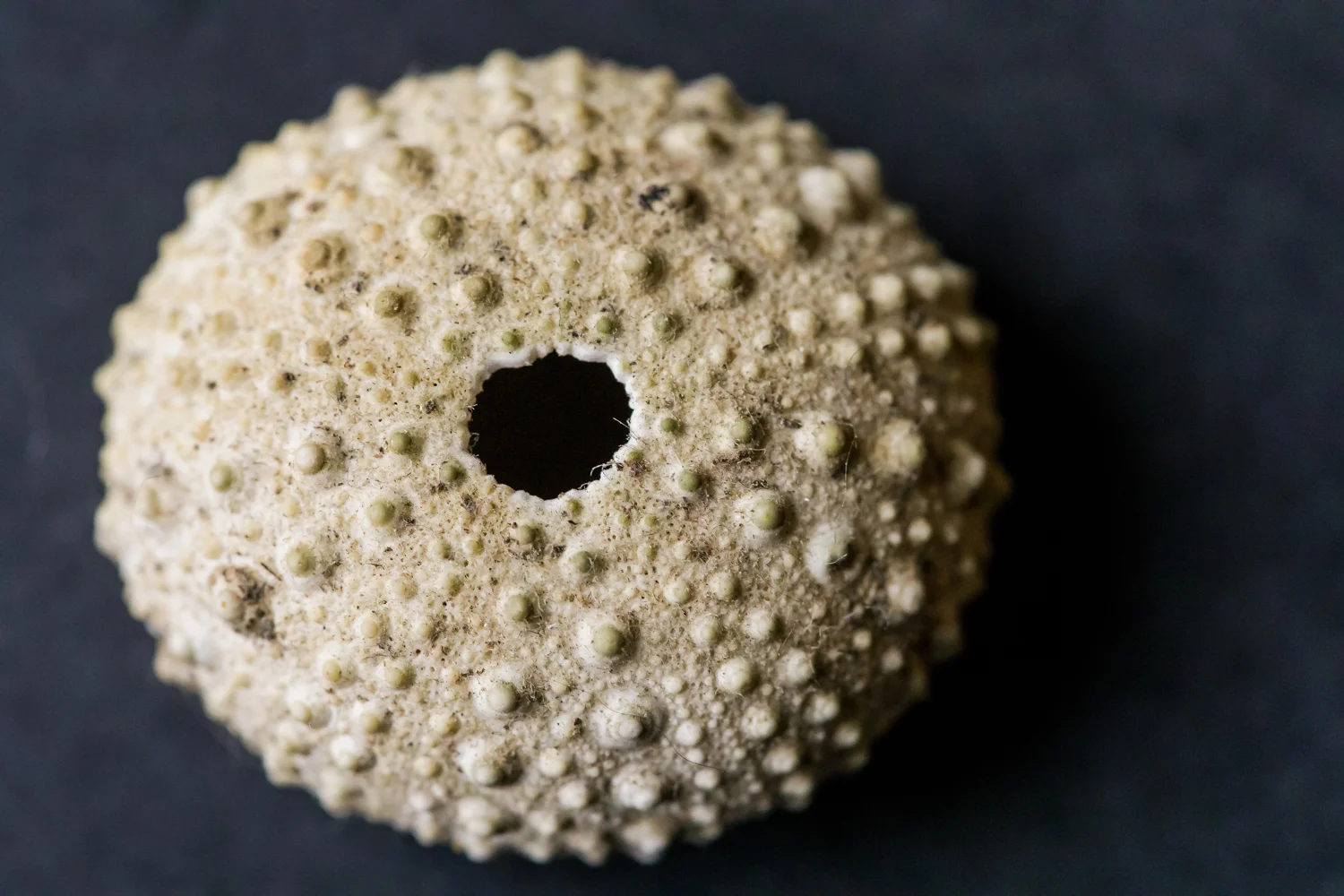 macro photo of a sea urchin