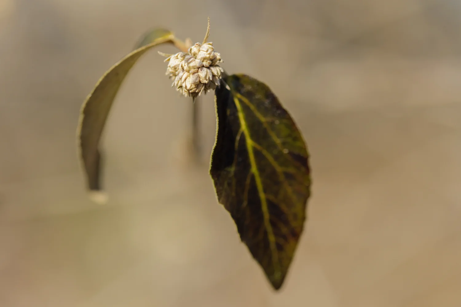 mohawk viburnum bud
