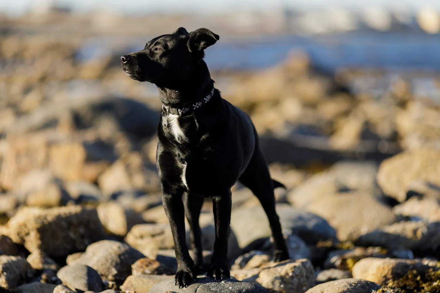 black dog on rocks