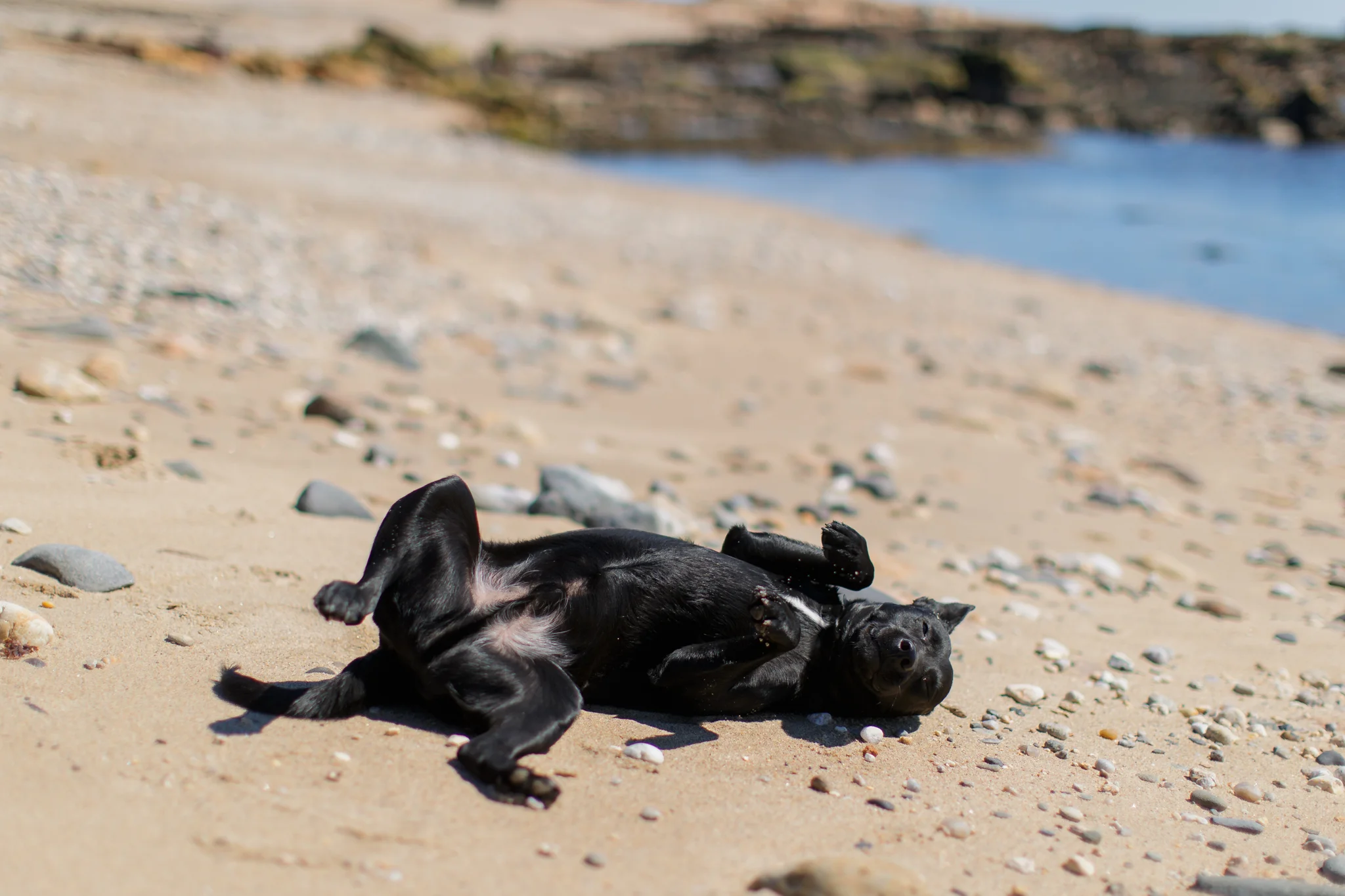 dog rolling on beach in Narragansett, RI