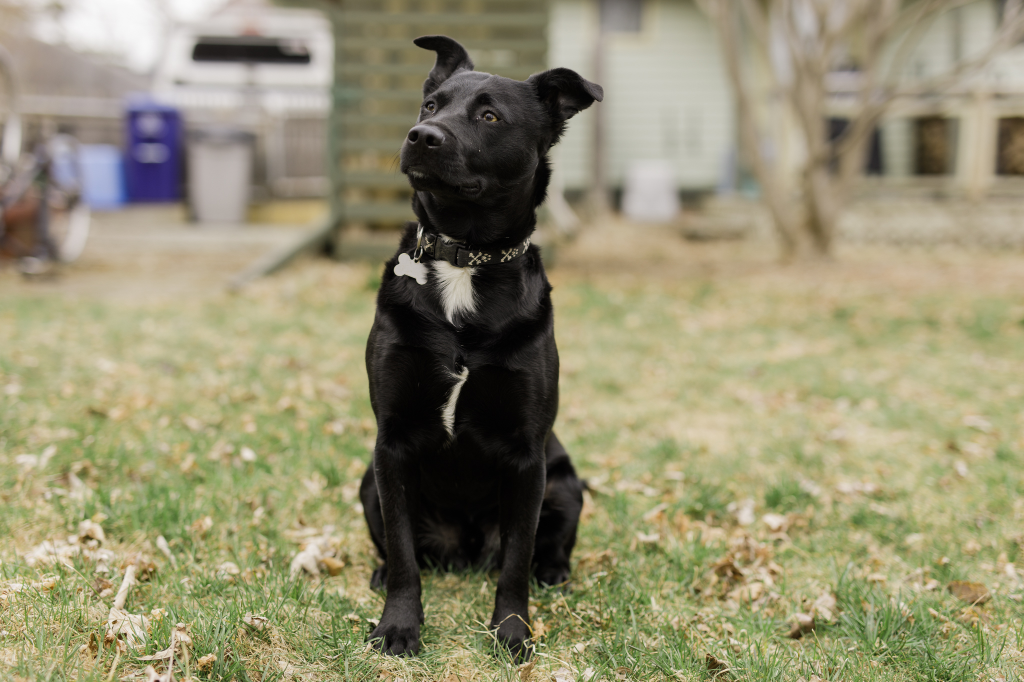 dog in backyard in Wakefield, RI