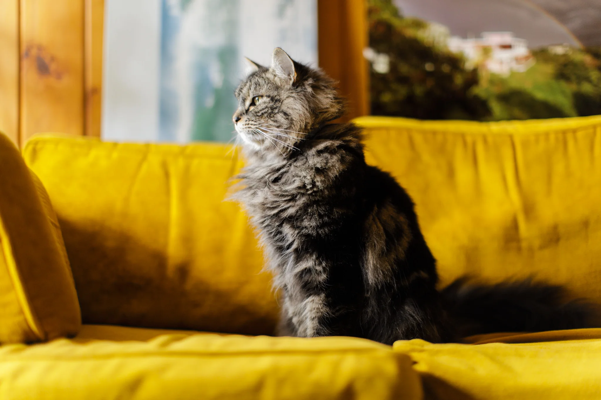 cat sitting on a couch