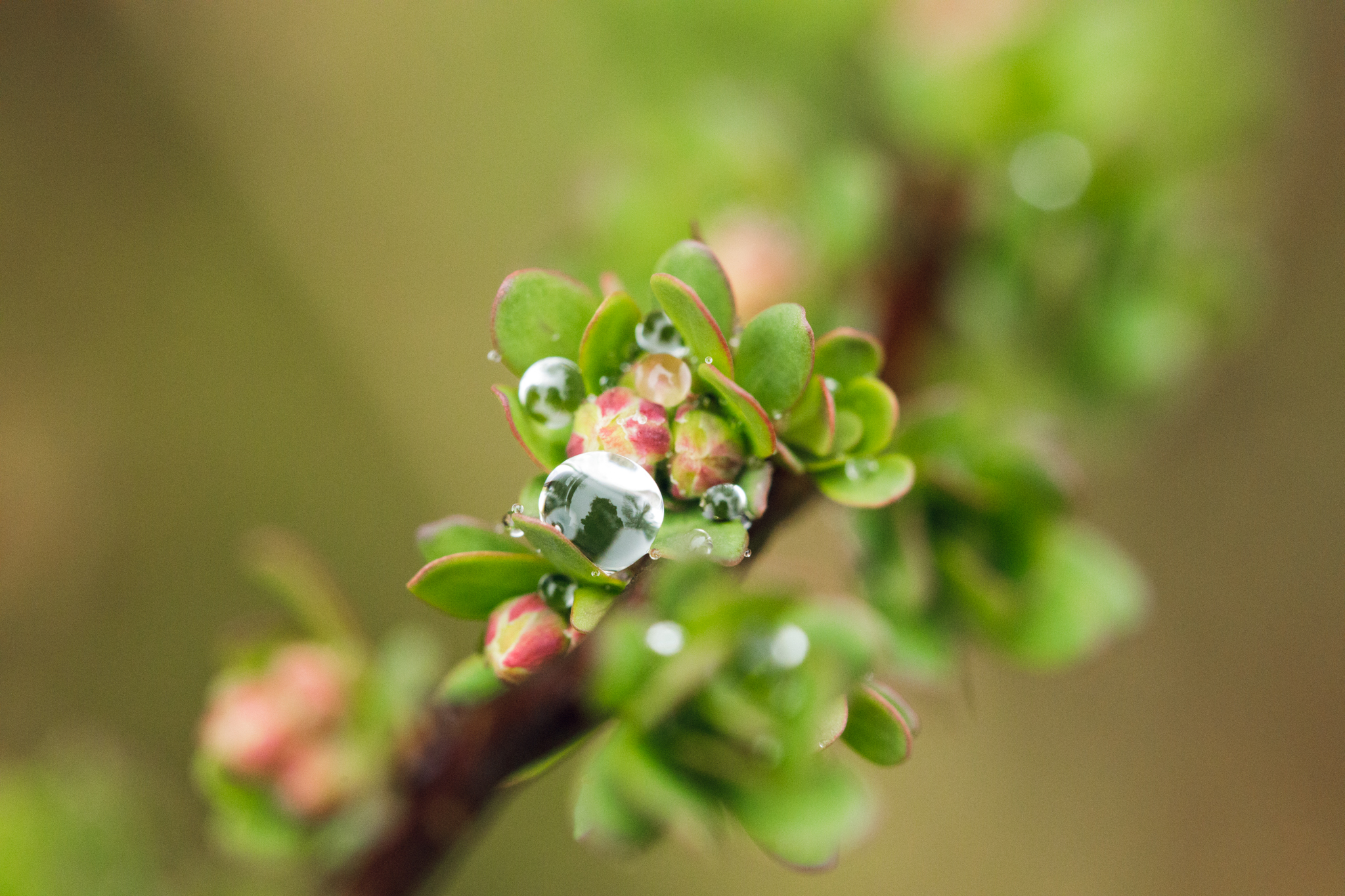 barberry bush macro in Wakefield, RI