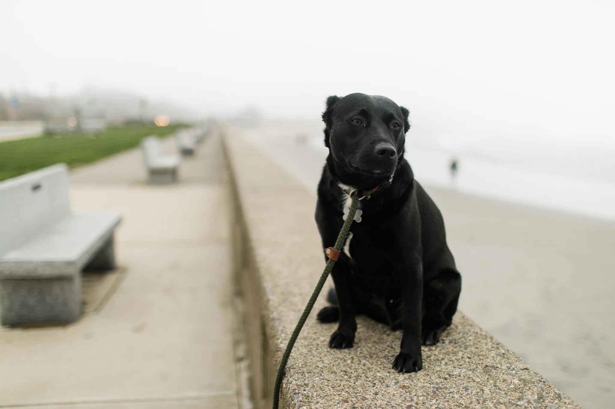 black dog on seawall in Narragansett, RI