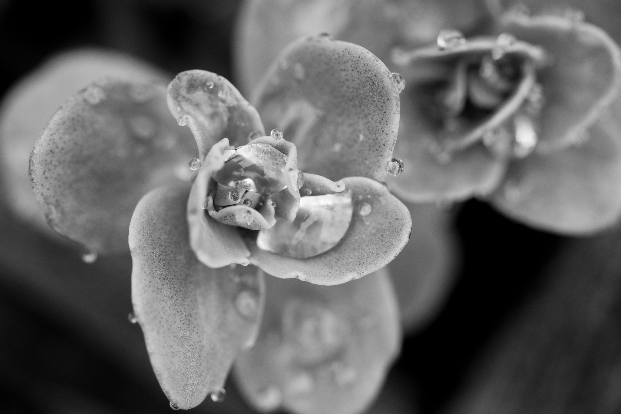 black and white image of raindrops on sedum plant in Wakefield, RI