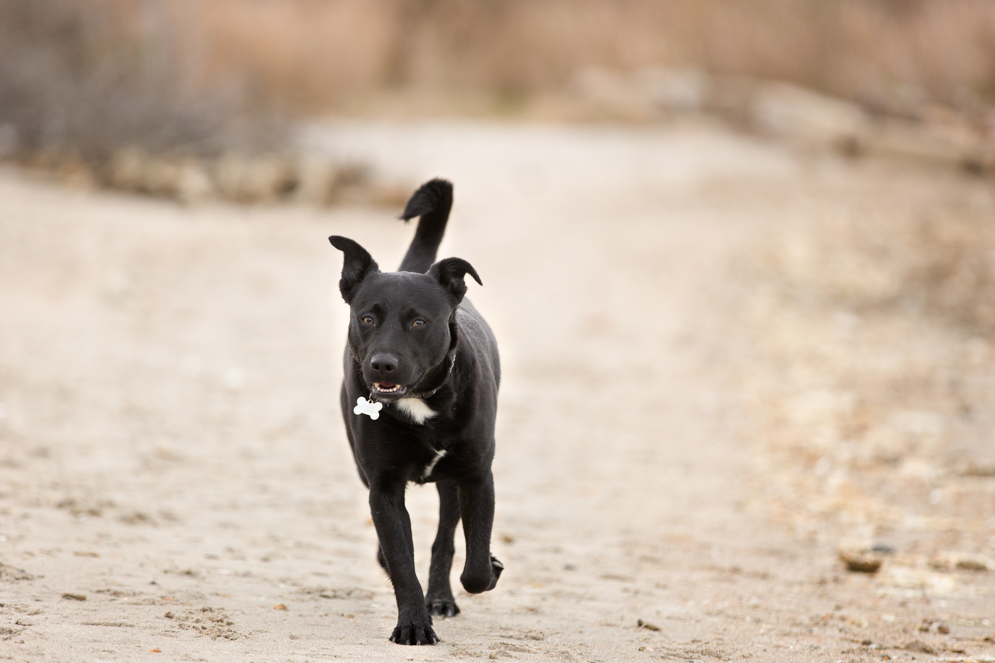 black dog on the bach in Jerusalem, RI