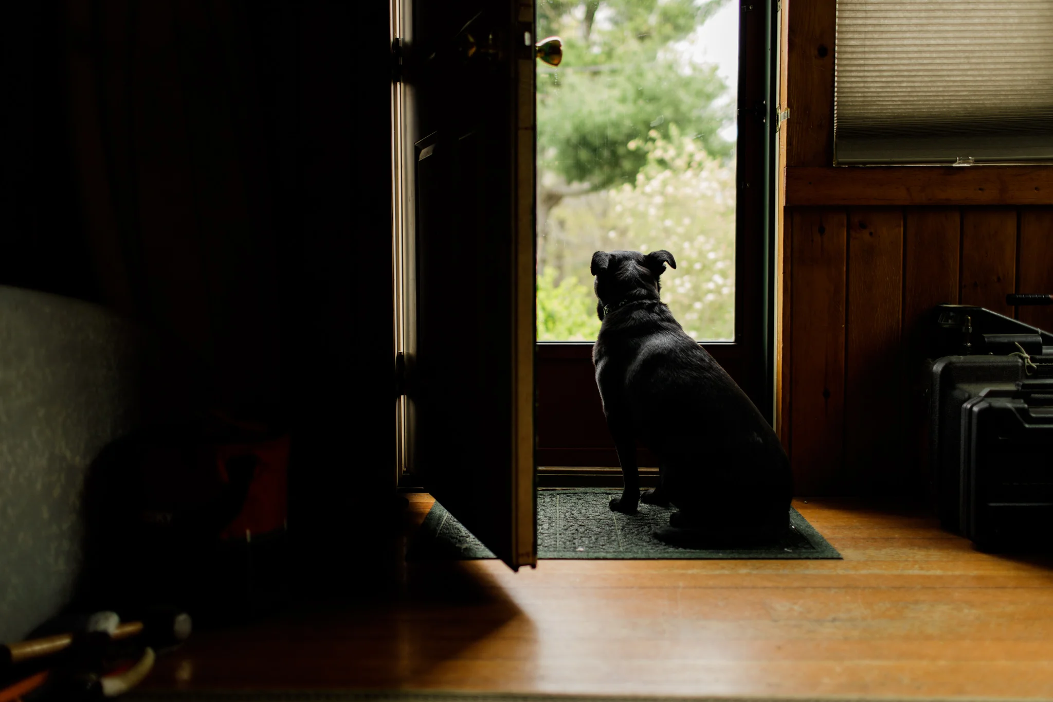 dog looking out front door