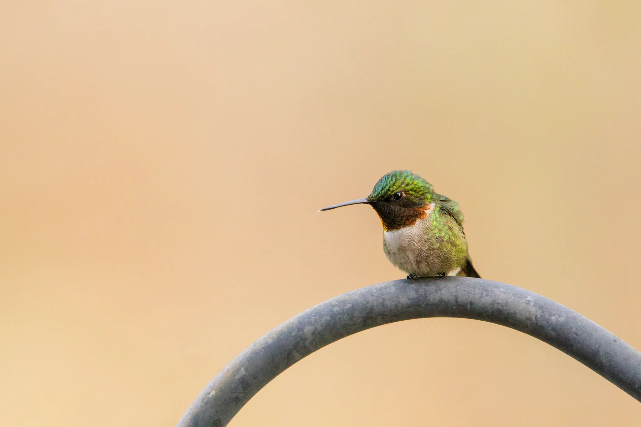 ruby throated hummingbird at rest