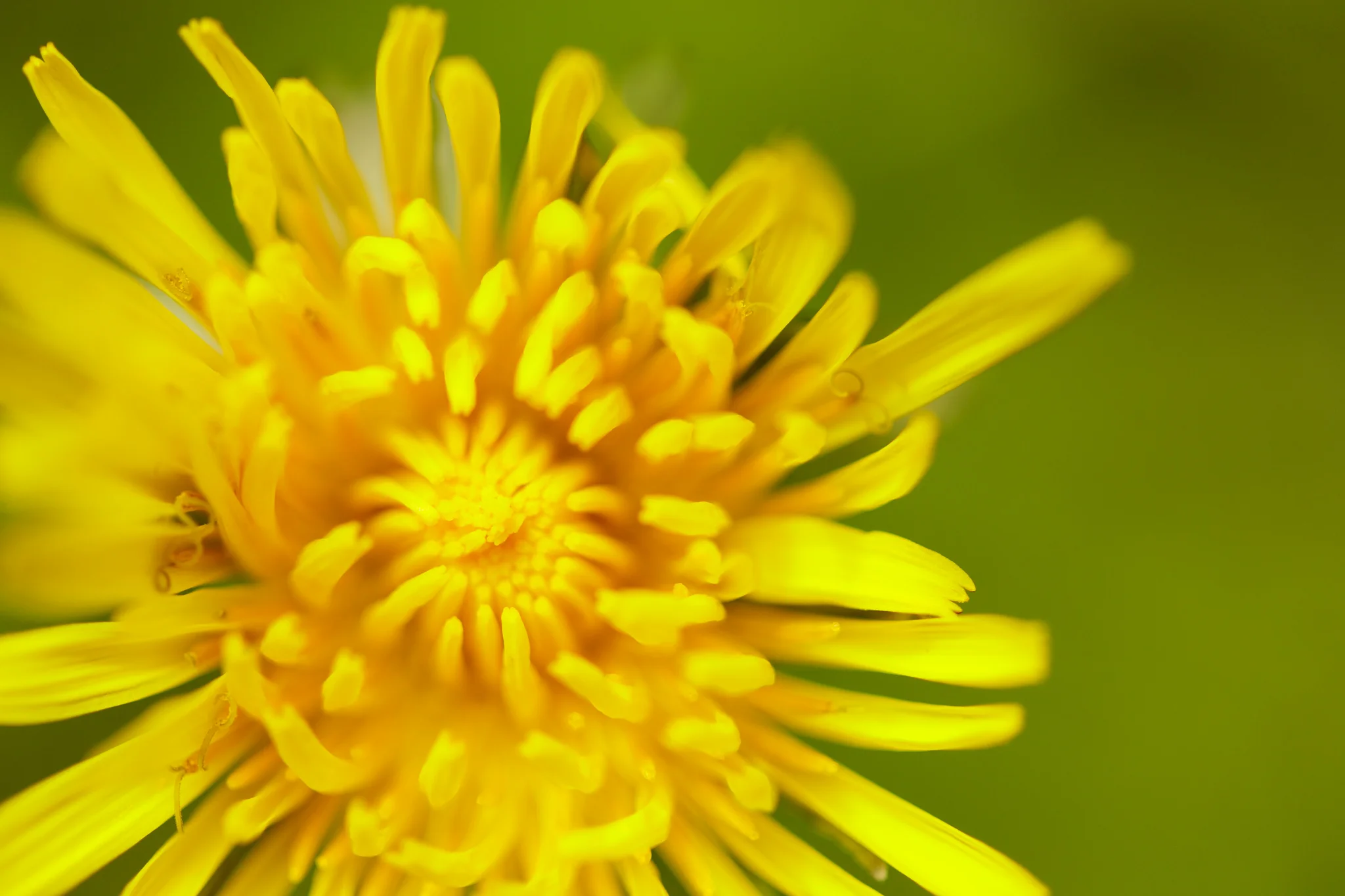 dandelion
