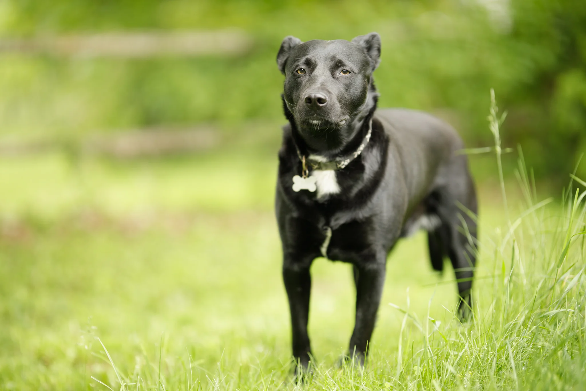dog in backyard in Wakefield, RI