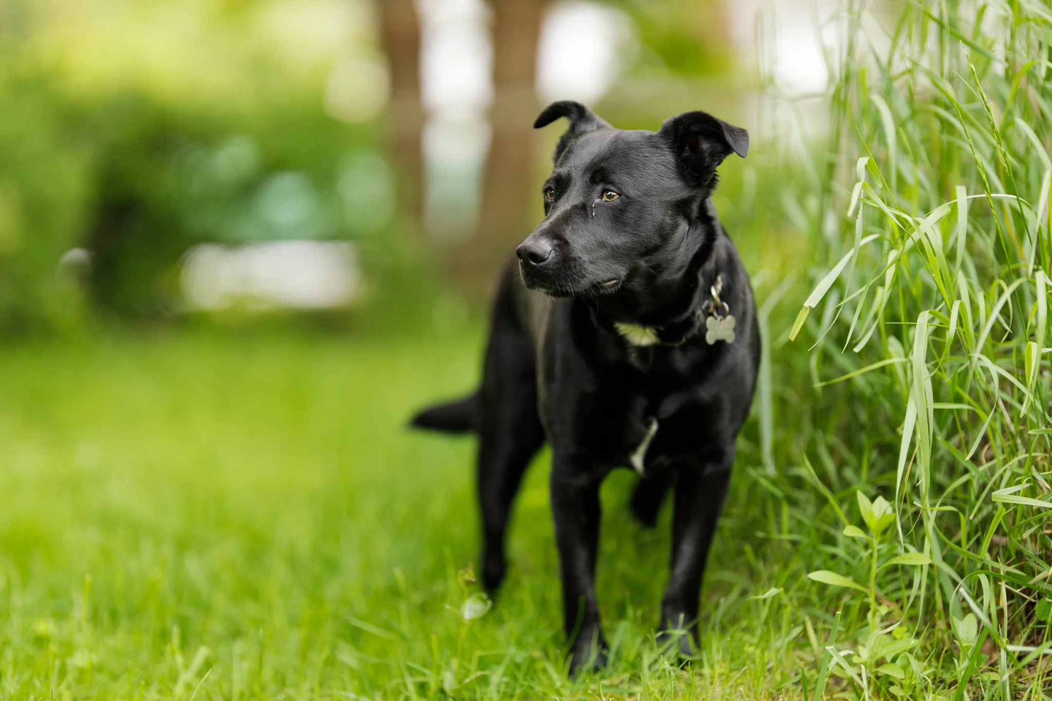 dog in a backyard