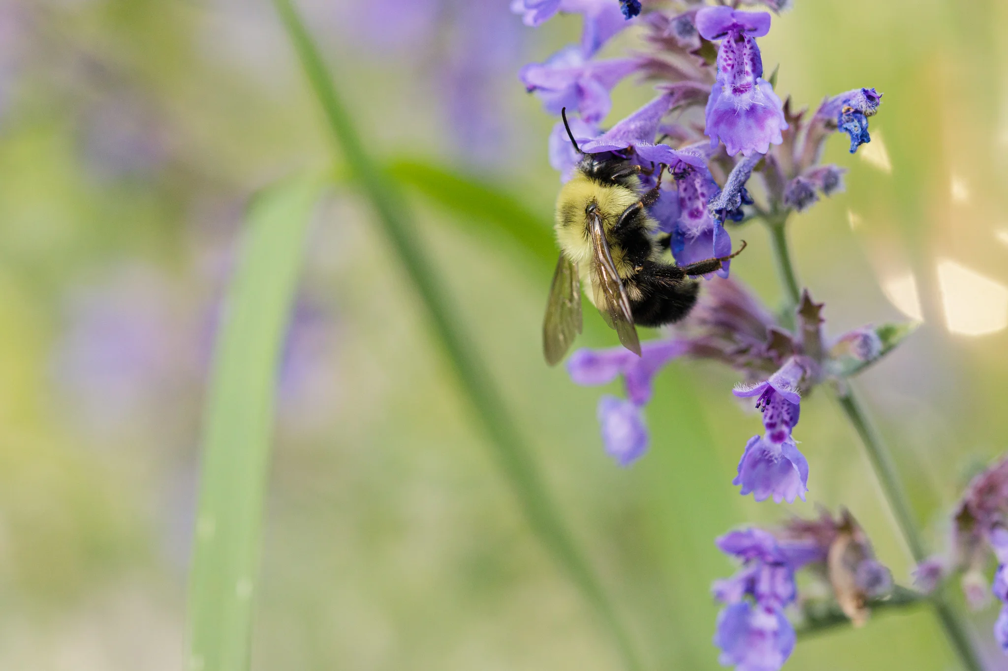 bee on catmint plant