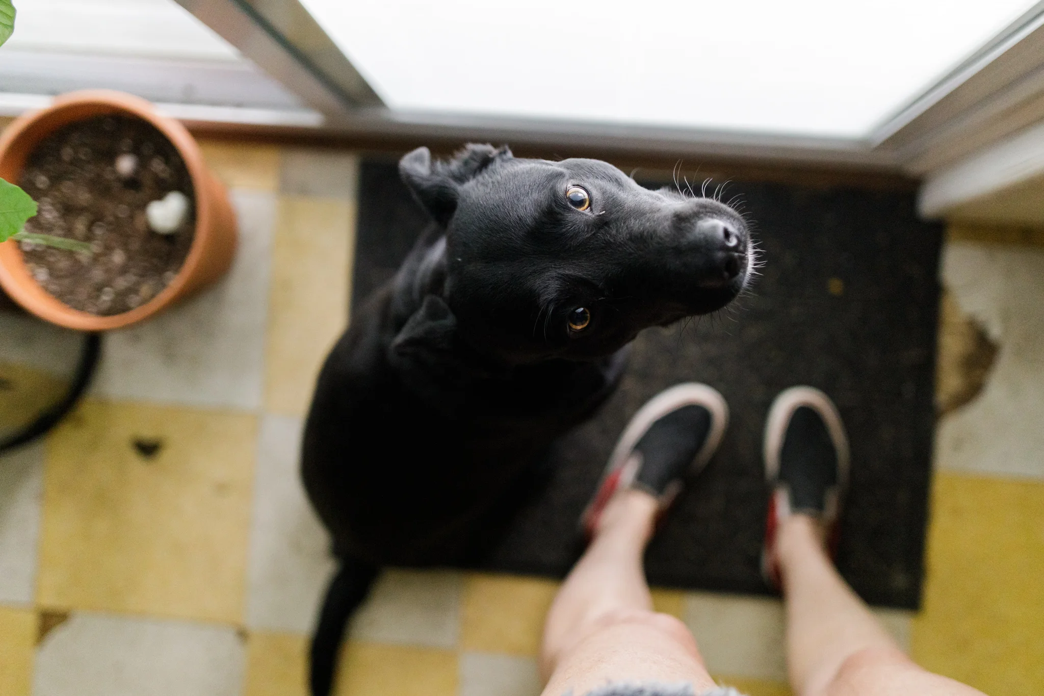 portrait of dog from above