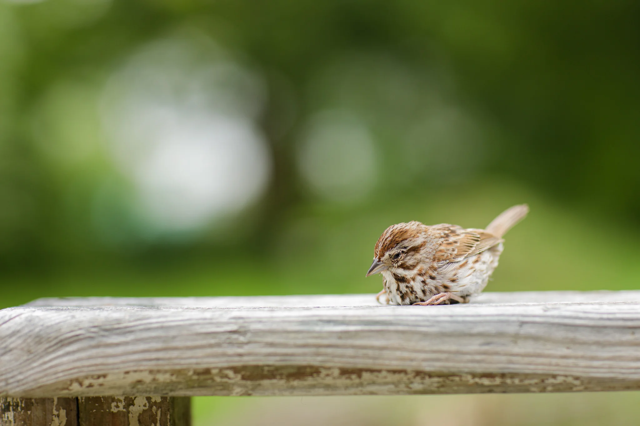 bird