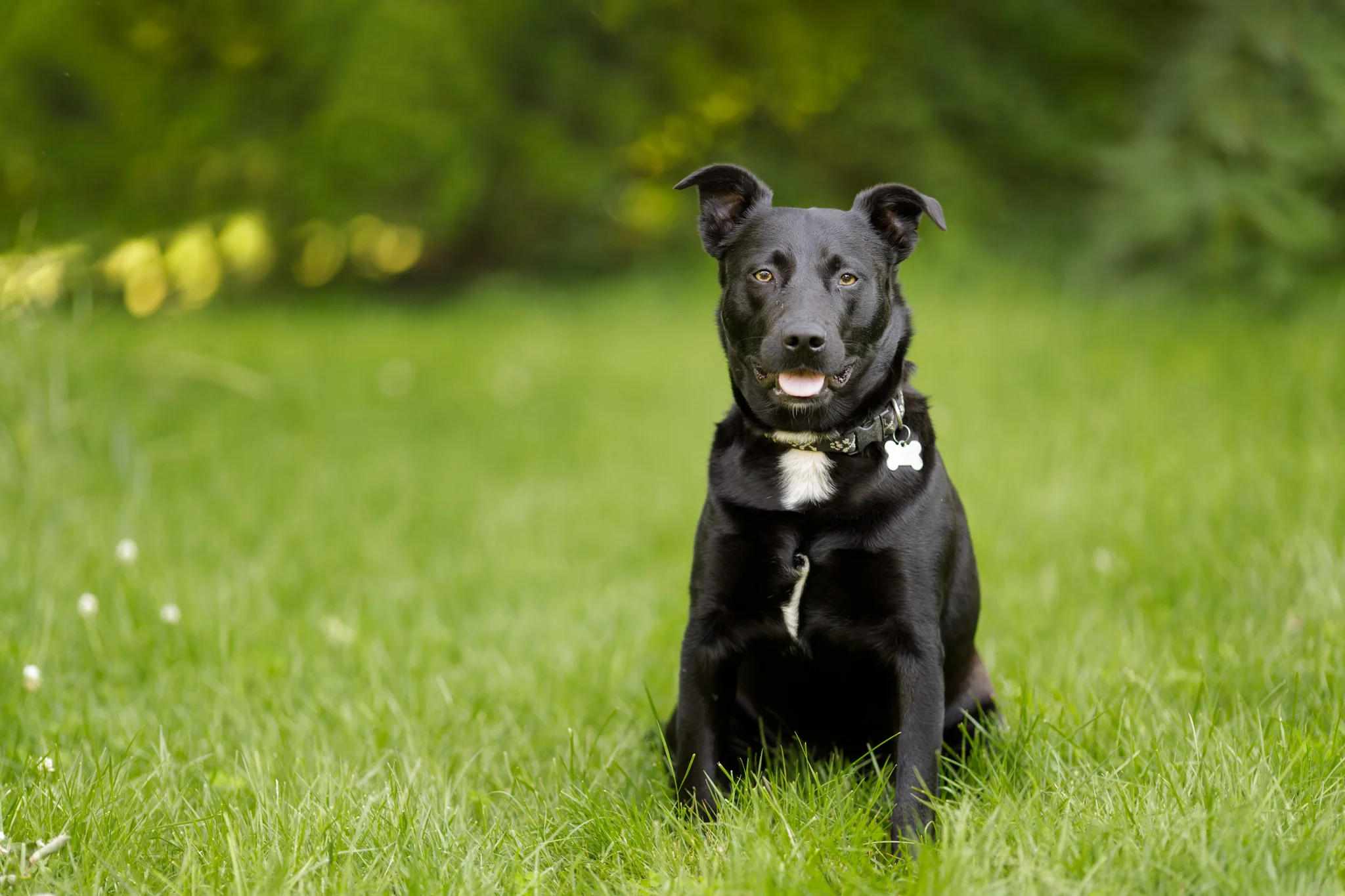 black dog sitting outdoors