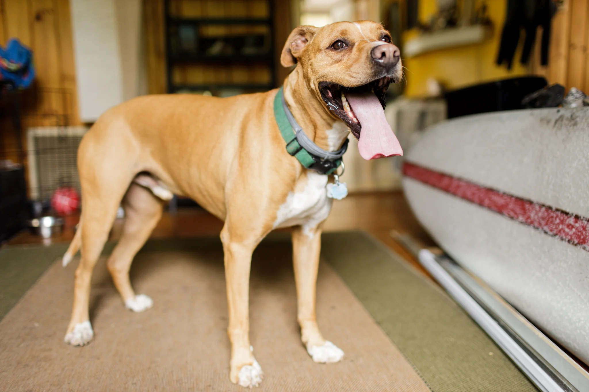 dog in living room
