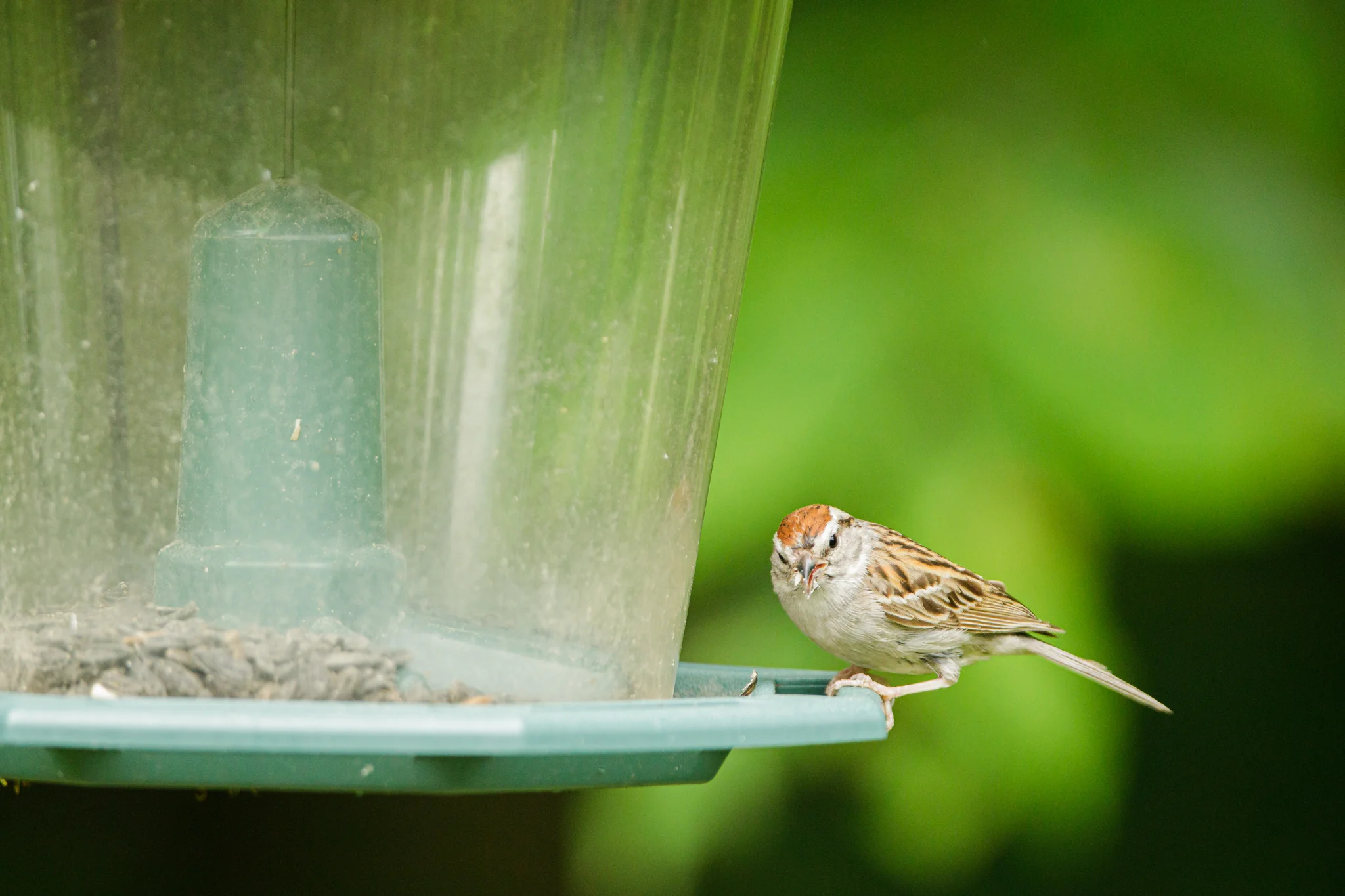 wren at a bird feeder