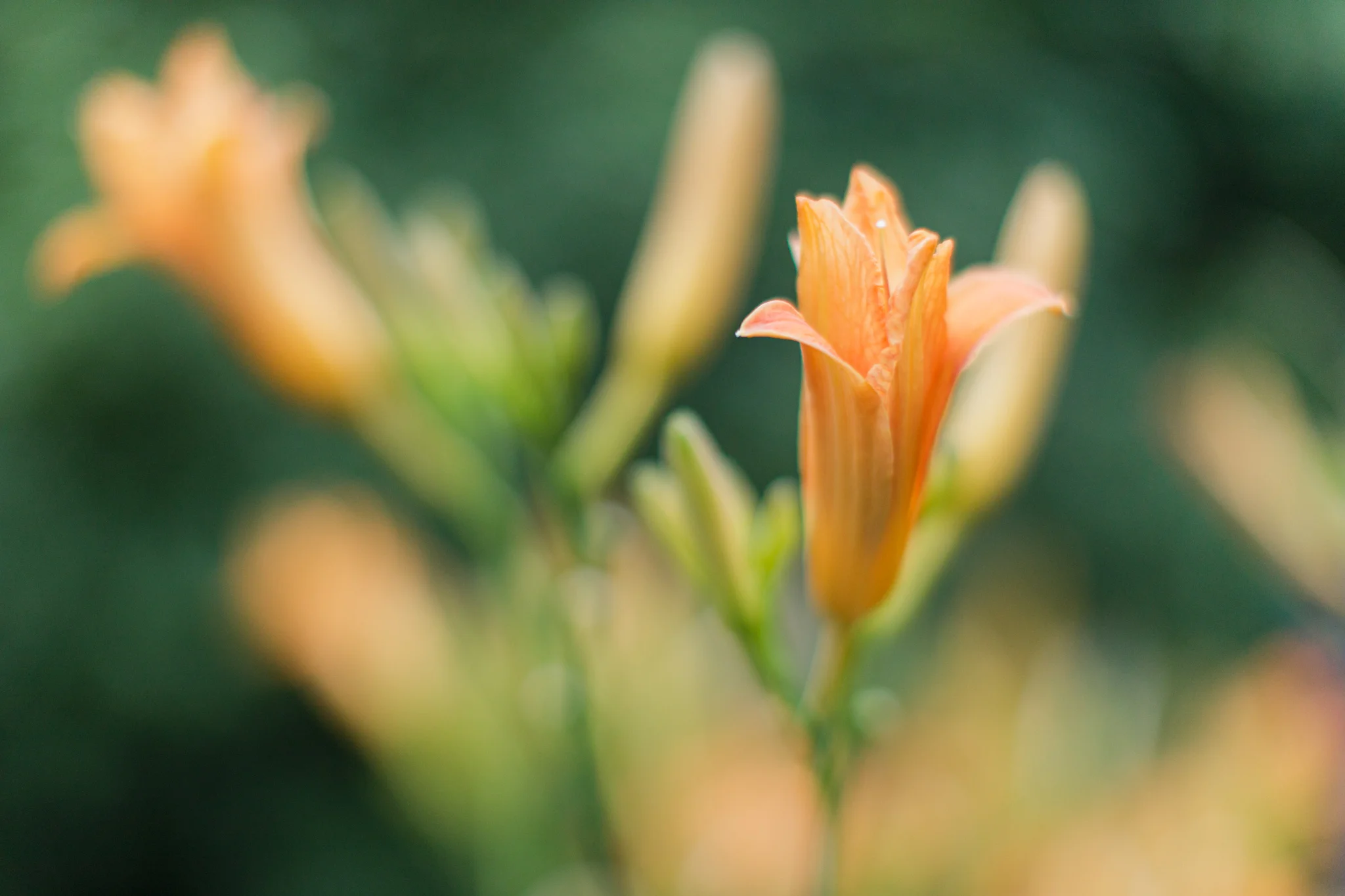 native day lilies in South Kingstown, RI