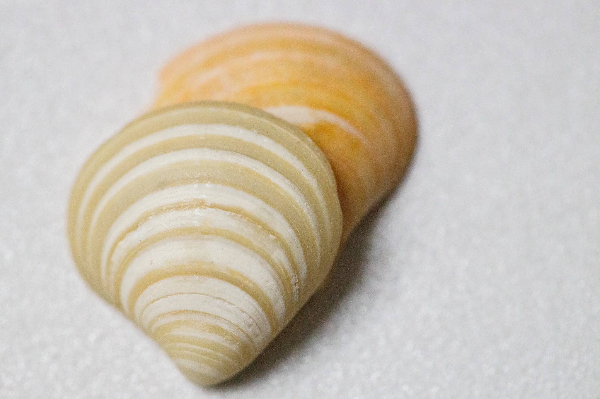 macro image of tiny seashells
