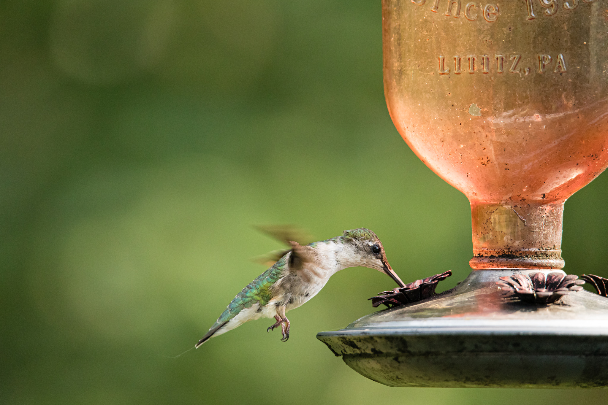 ruby throated hummingbird at feeder in Wakefield, RI