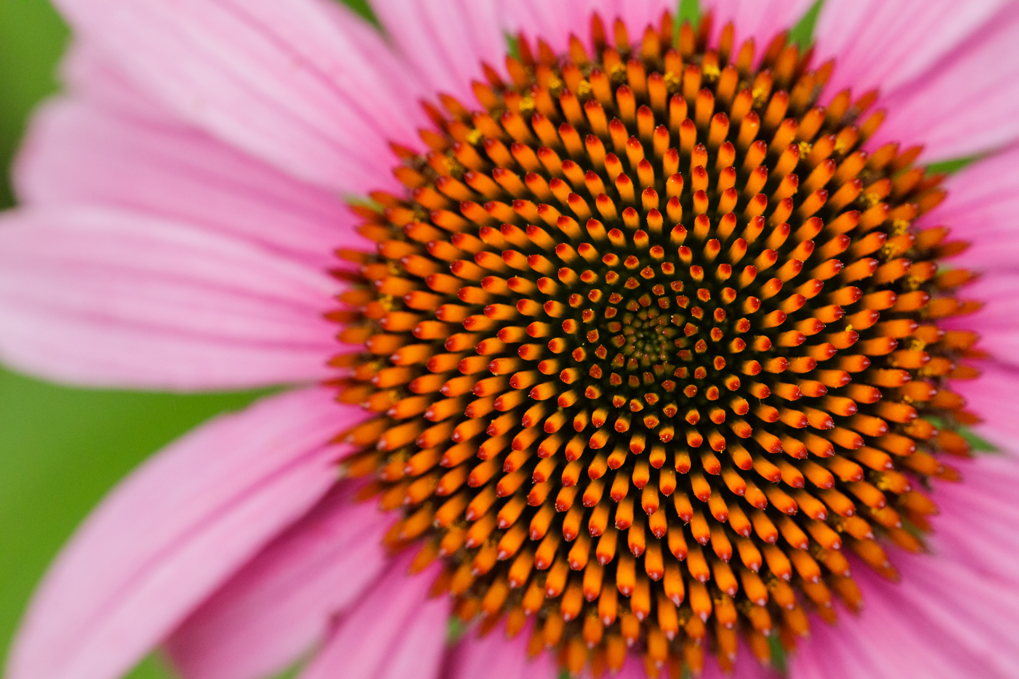 close up of pink coneflower