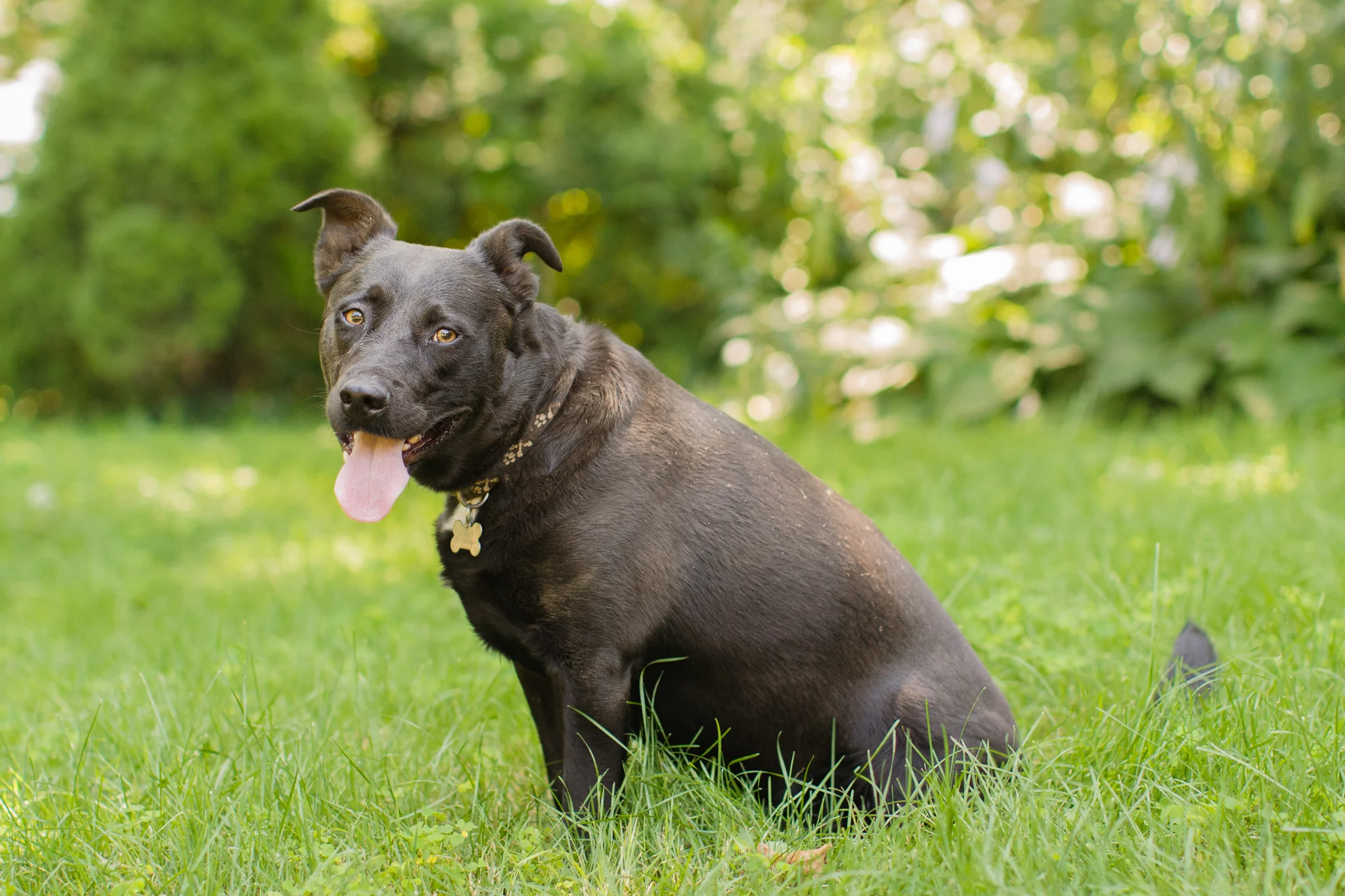 black dog in a backyard in Wakefield, RI