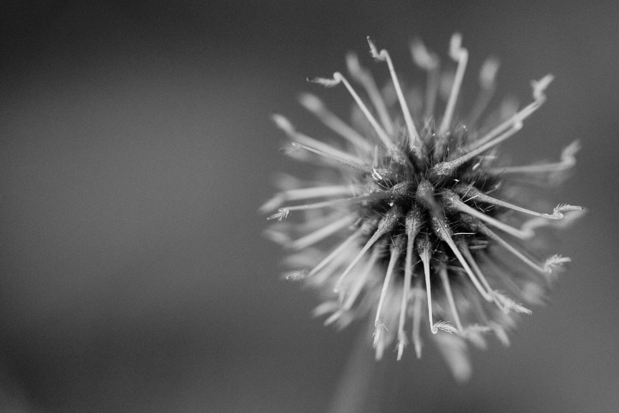 weed in a backyard in Wakefield, RI