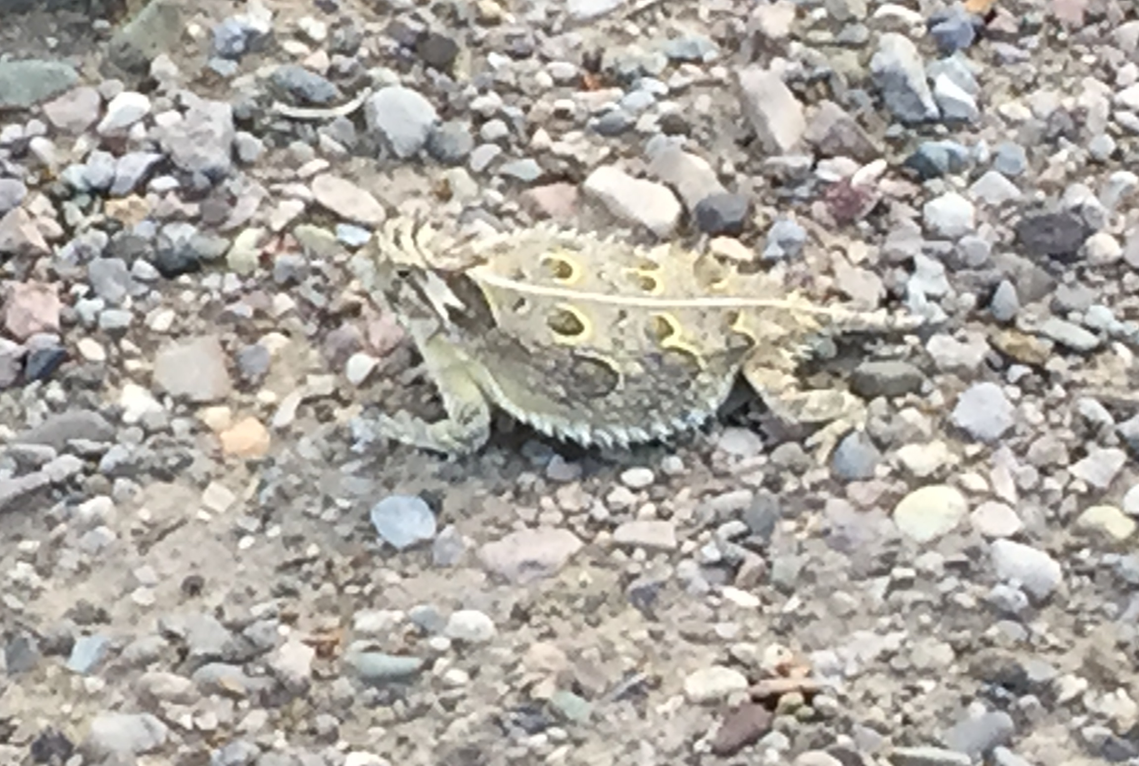 This weird, horned, lizard-y creature....