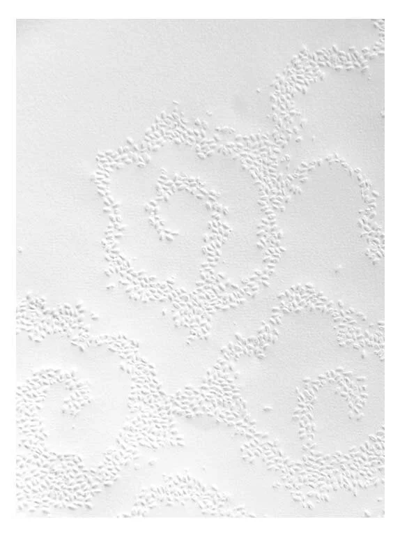 Cloud Country

Embossed Rice on Rives BFK
36 in x 24 in
Summer 2021

Zea Mays Print Residency
Florence, MA

