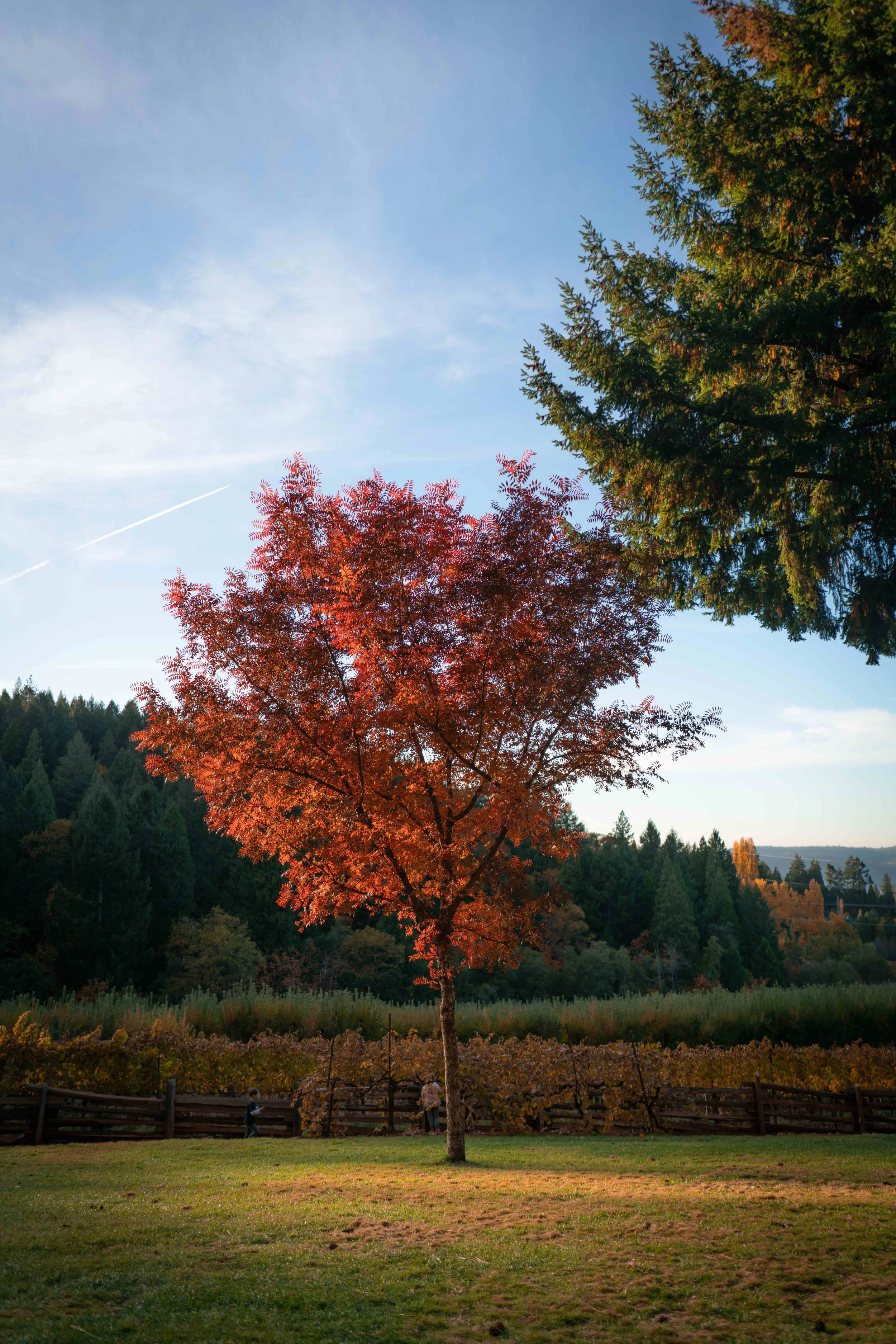 Apple Hill Fall.jpeg