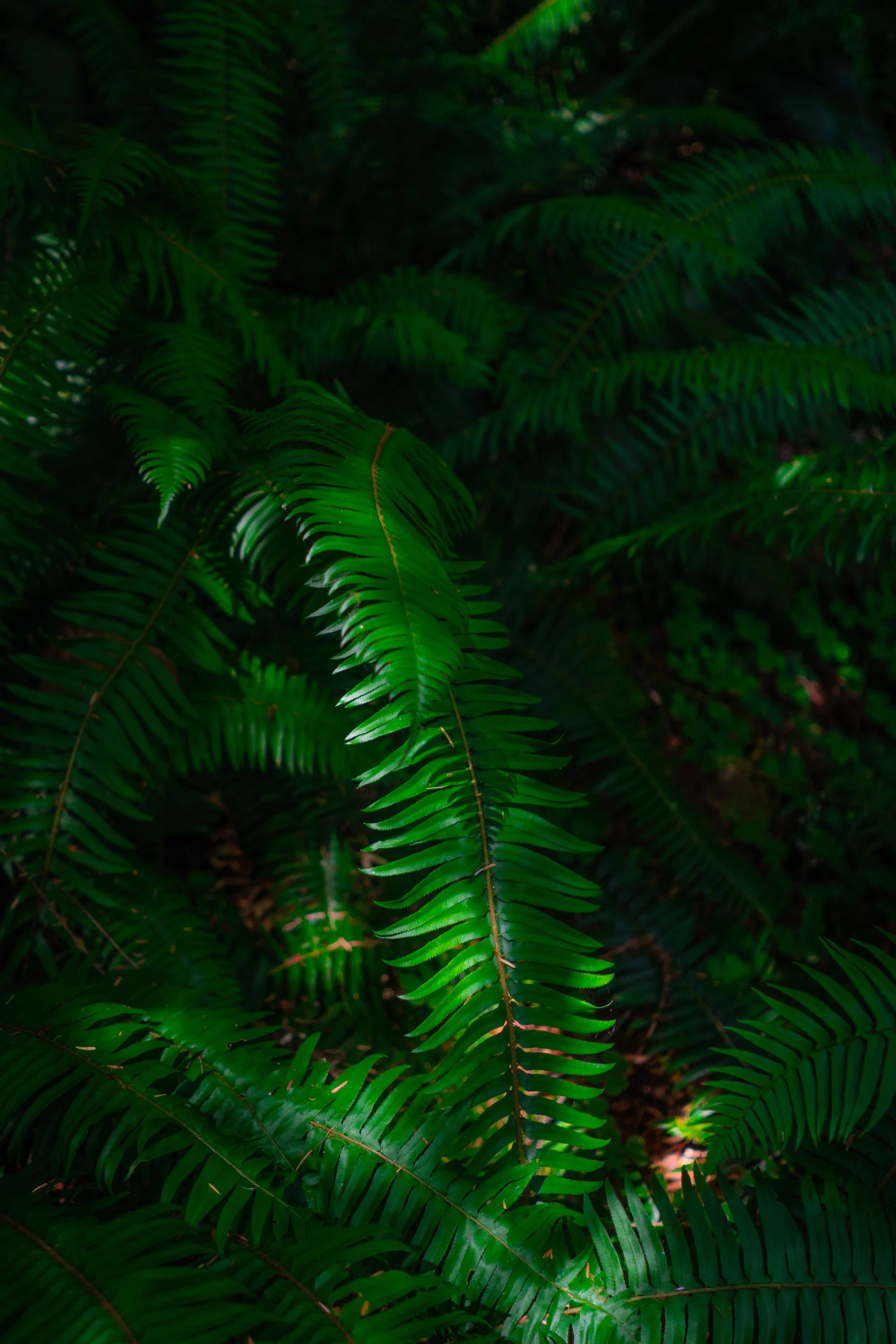 Washington Green.jpeg