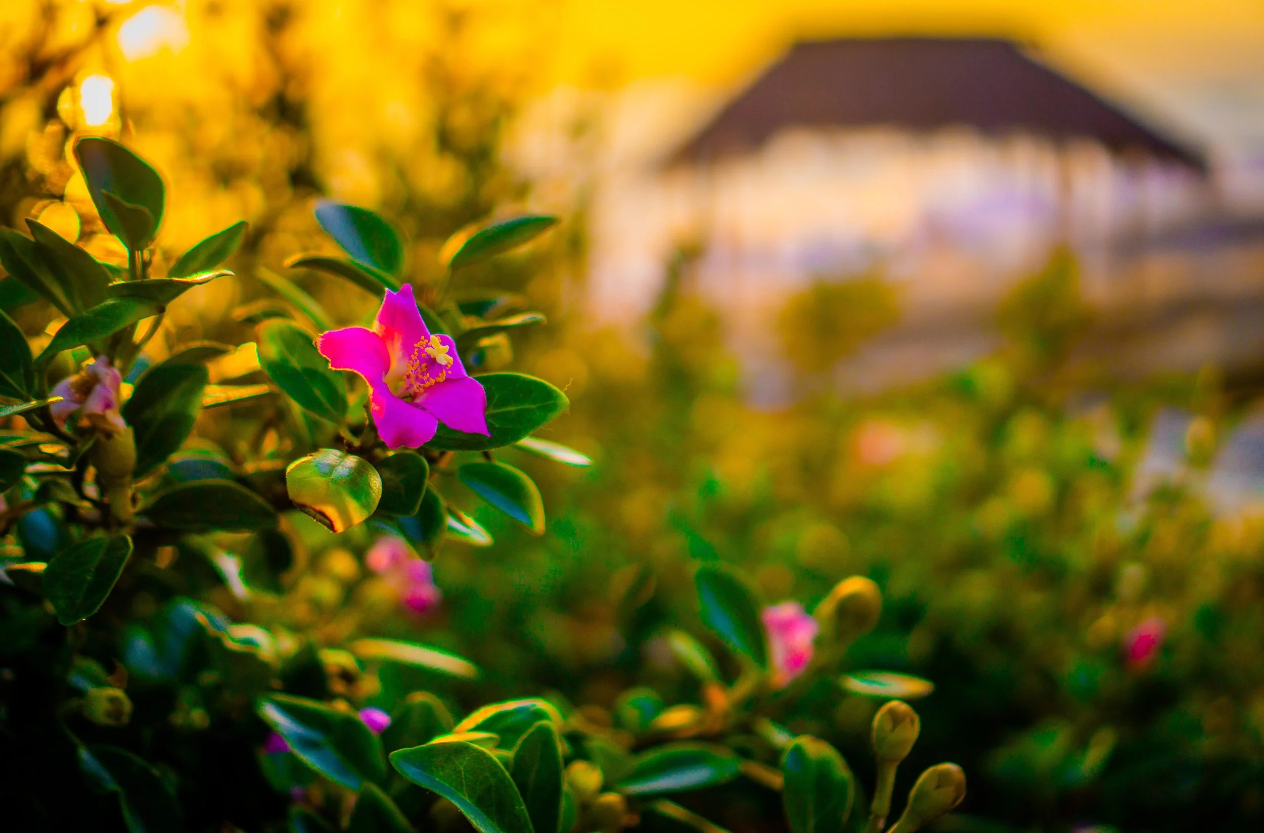 Windansea Flower.jpeg