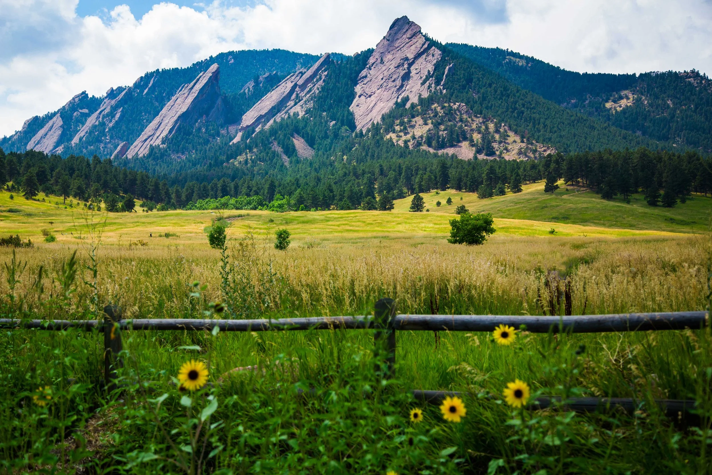 Flatirons Sunflowers.jpeg