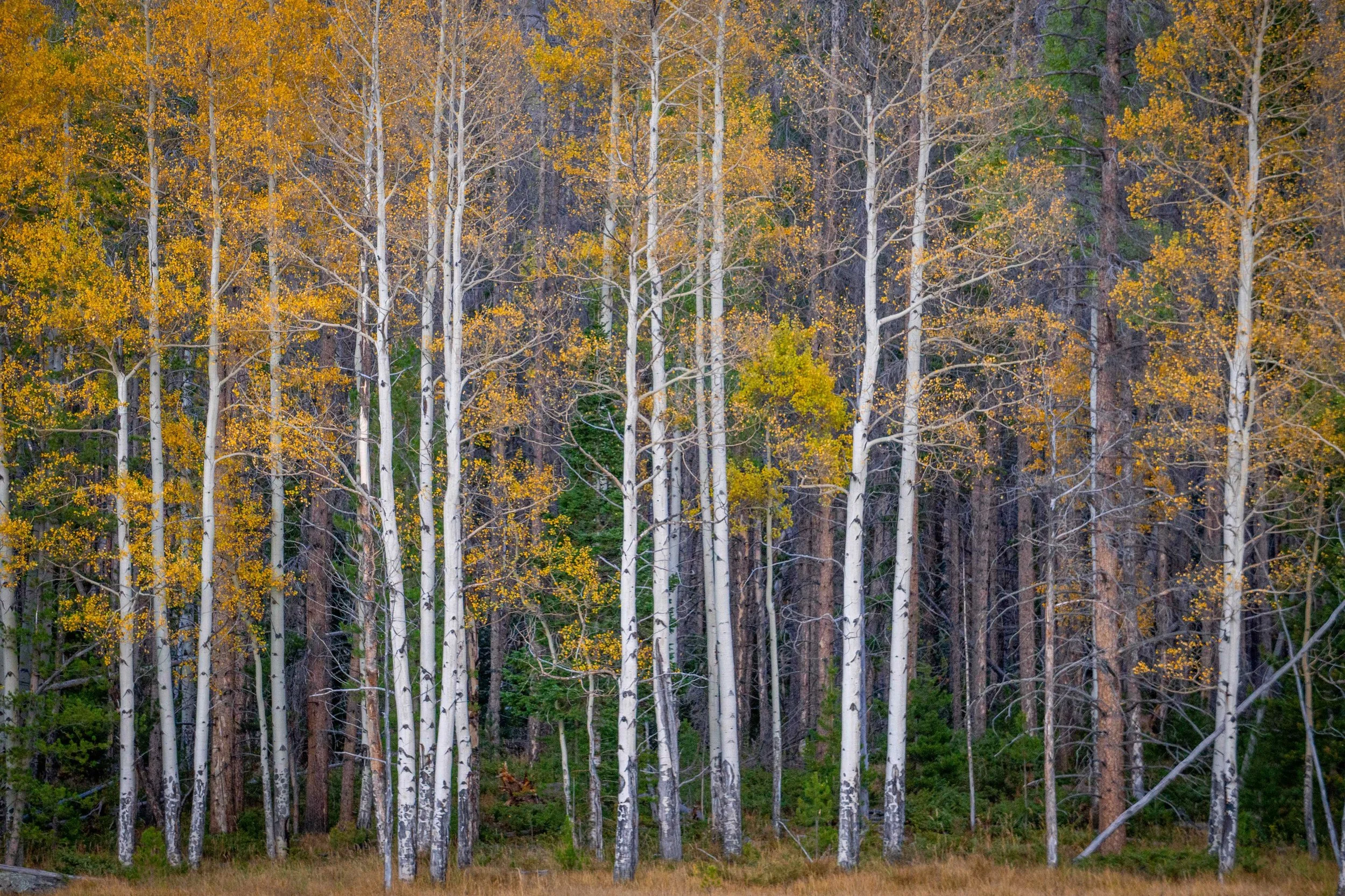 Colorado Fall Colors.jpeg