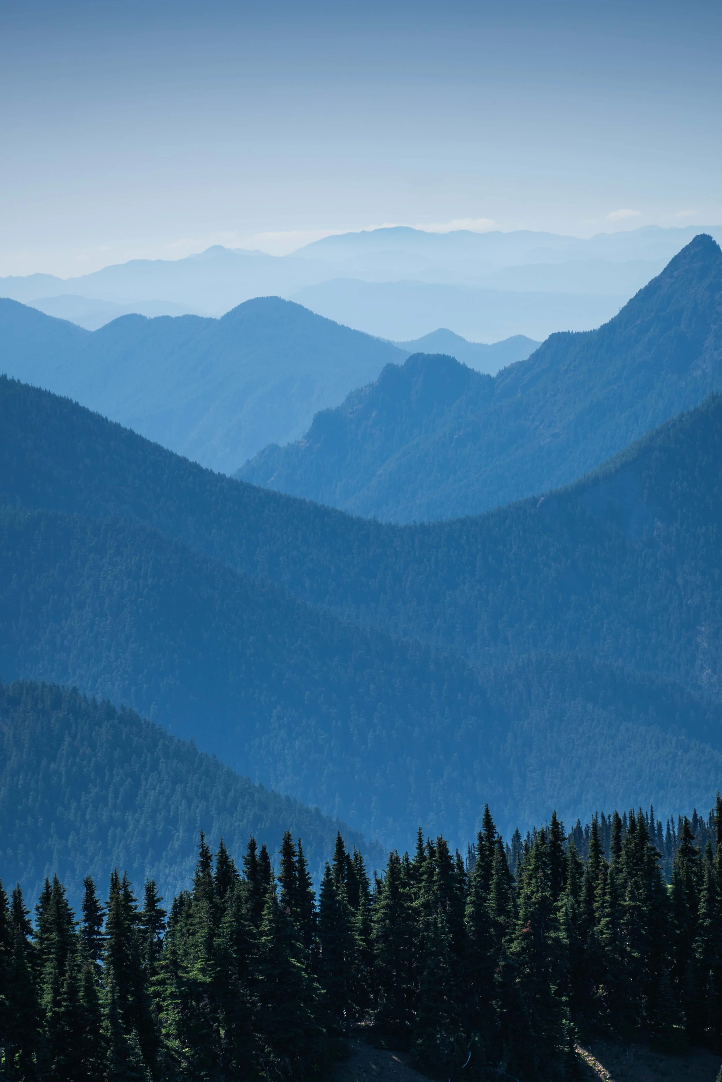 Hurricane Ridge Washington.jpeg