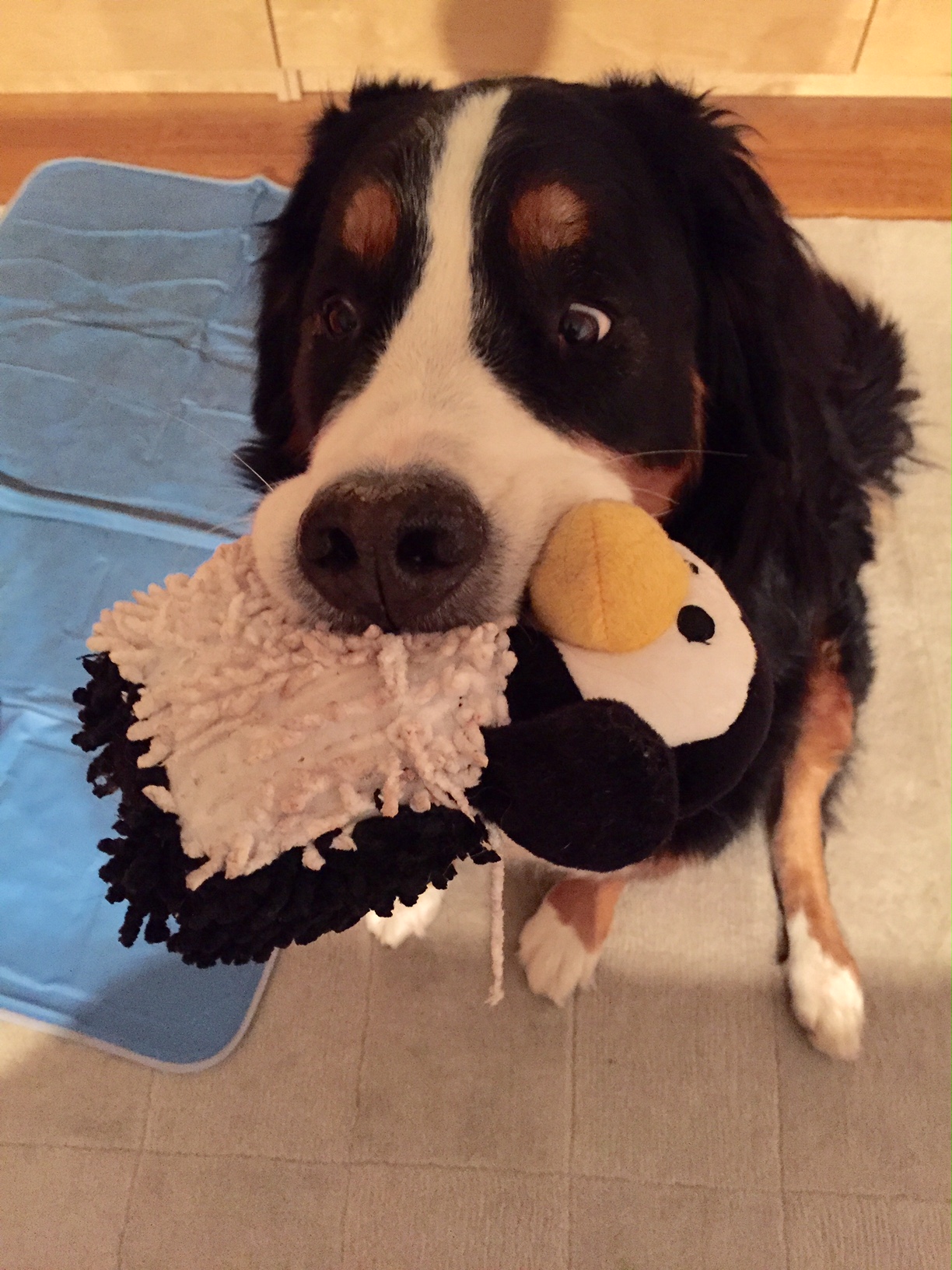 7 years old and still playing with toys.