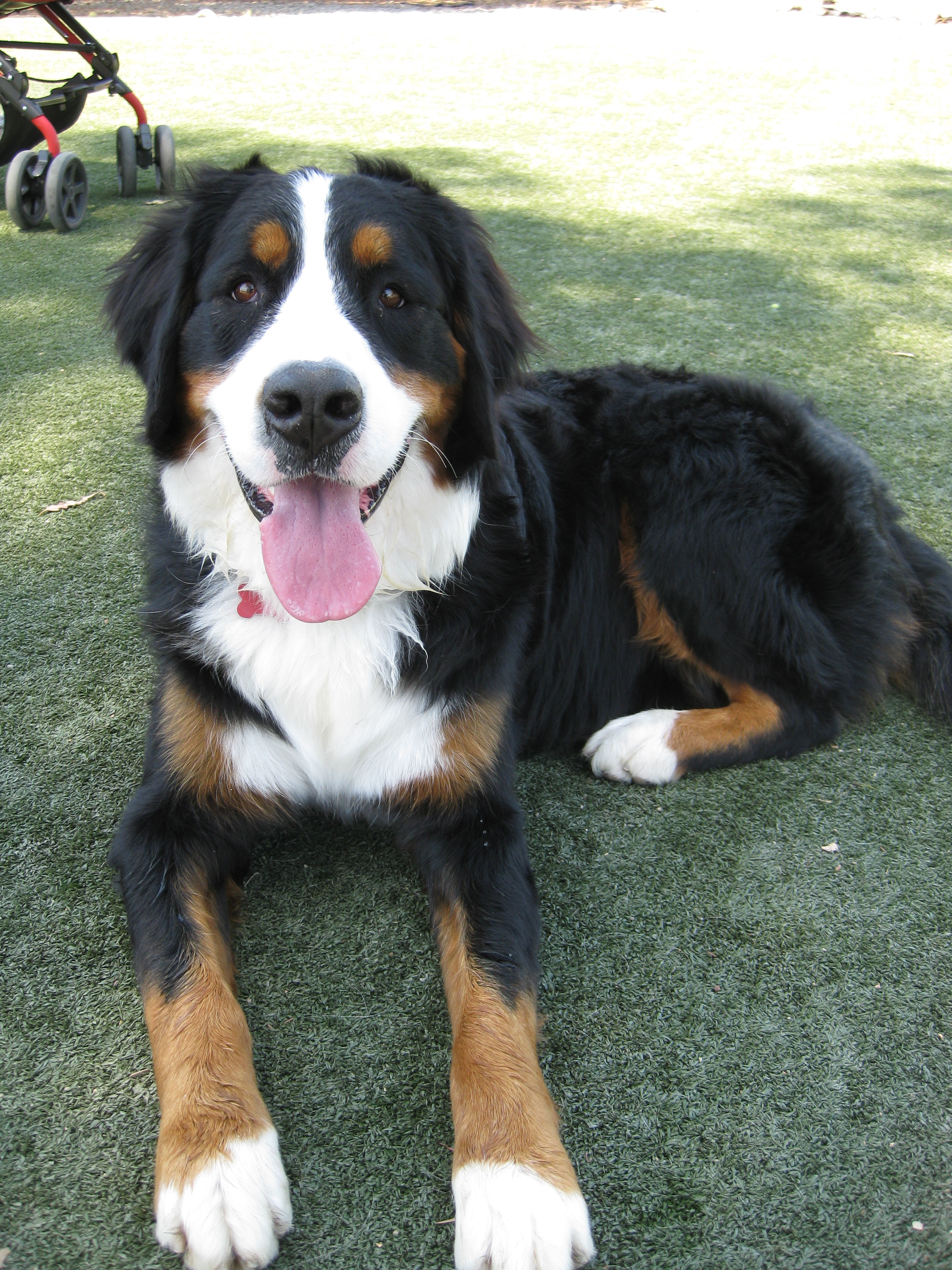Lucy the Bernese Mountain Dog. At the dog park.