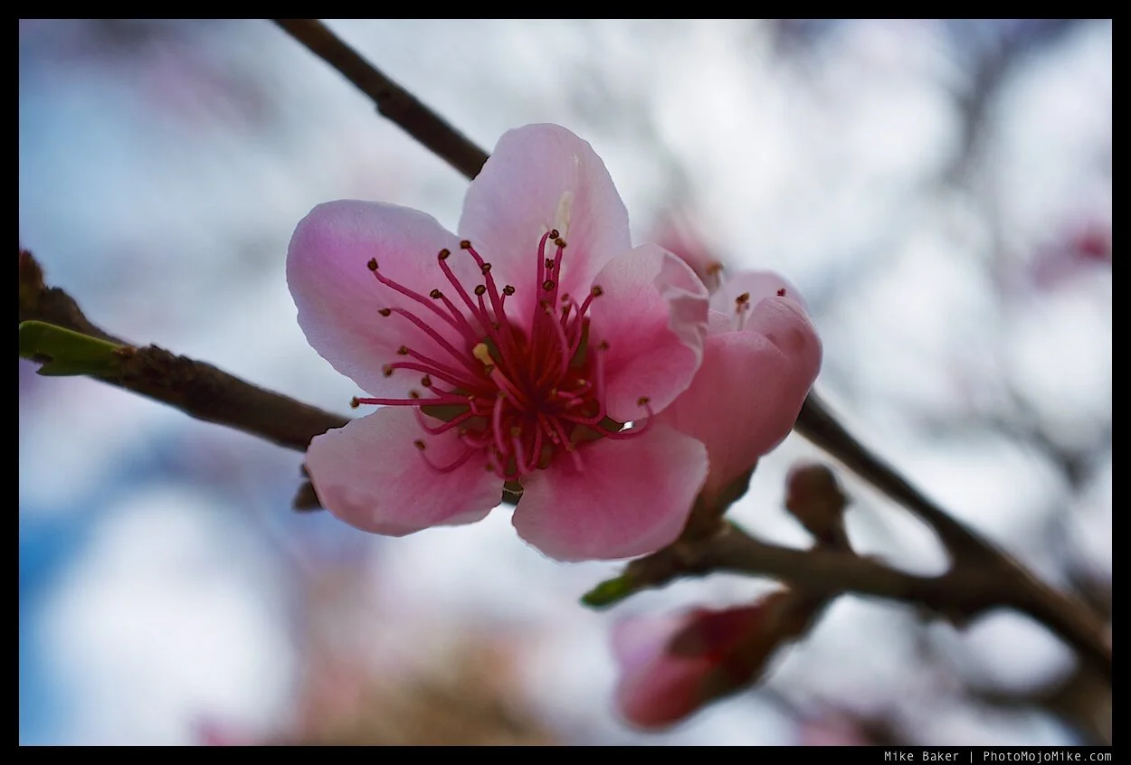 cherry-blossom.jpg