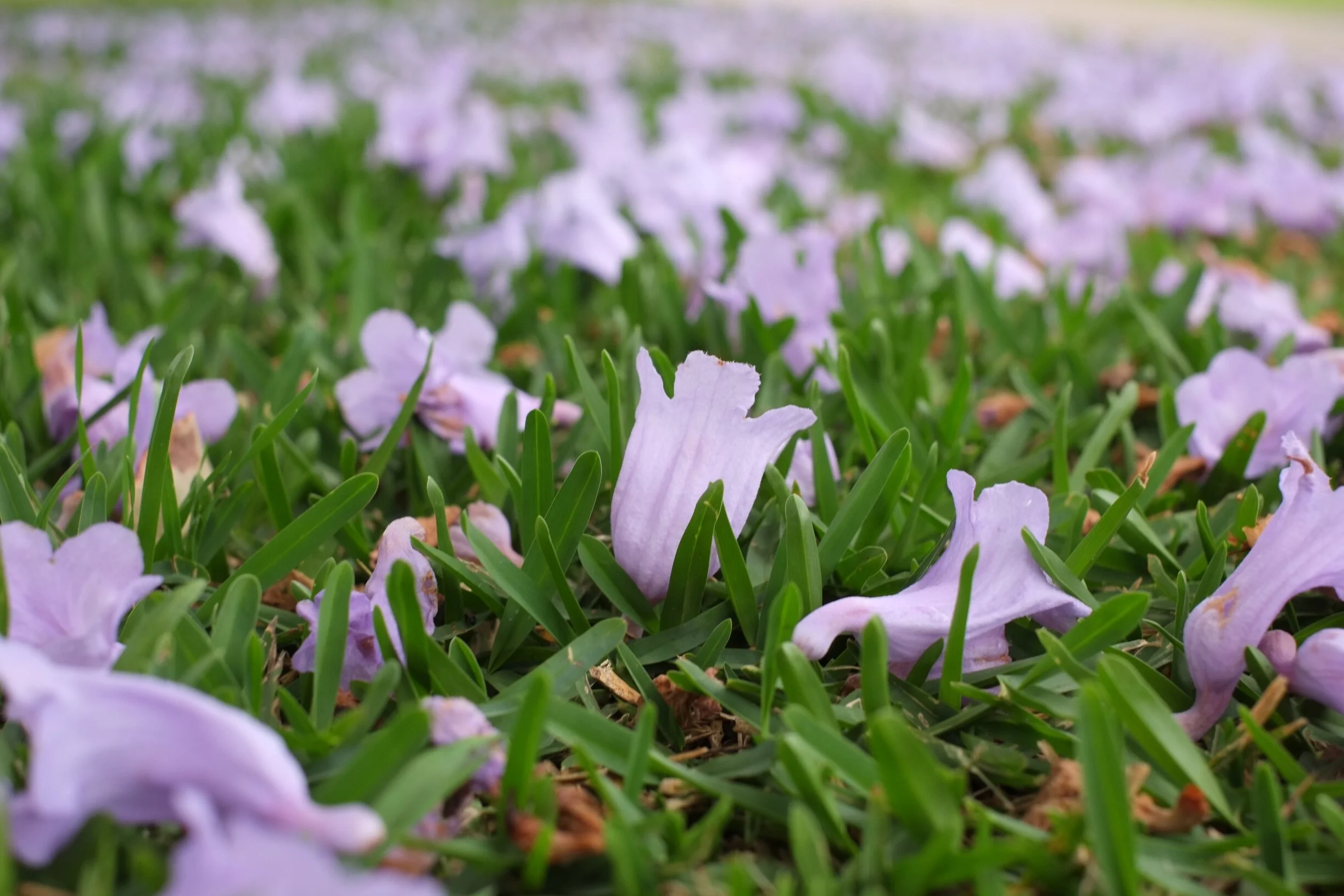jacaranda-blossoms-3.jpg